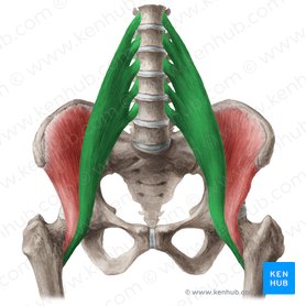 Abdominal wall: Layers, muscles and fascia | Kenhub