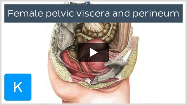 Perineal region: Anatomy, definition, diagram