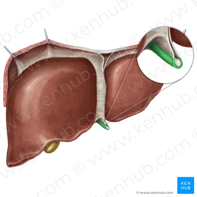 Round ligament of liver (Ligamentum teres hepatis); Image: Irina Münstermann