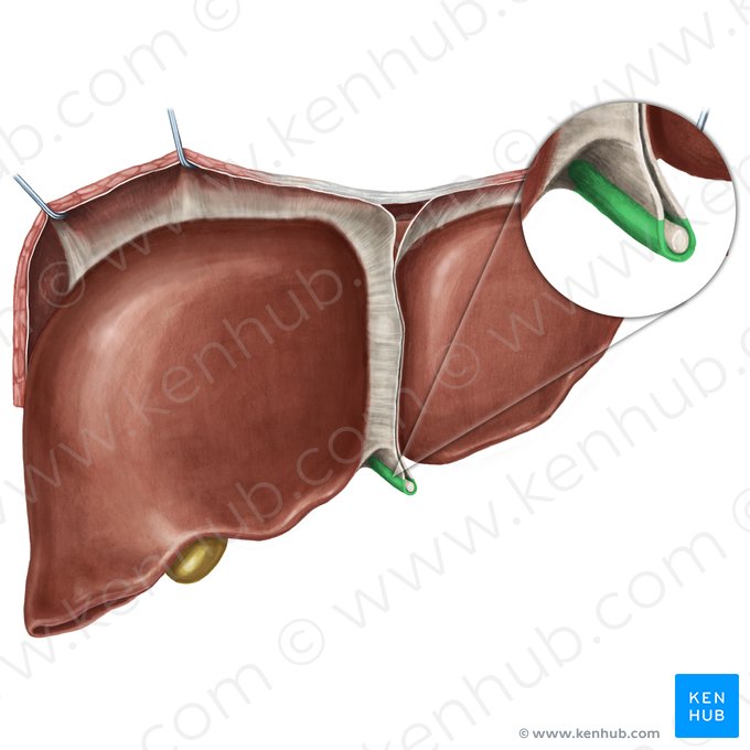 Ligamento redondo del hígado (Ligamentum teres hepatis); Imagen: Irina Münstermann