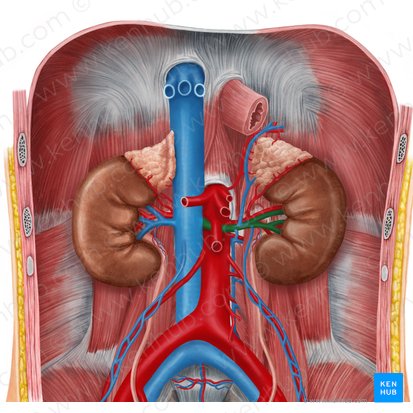 Veia renal esquerda (Vena renalis sinistra); Imagem: Irina Münstermann