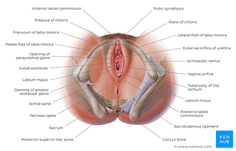 Anatomy of the female perineum: Inferior view