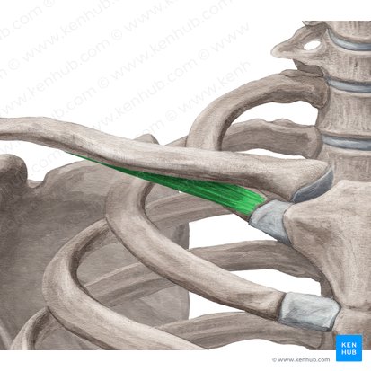 Musculus subclavius (Unterschlüsselbeinmuskel); Bild: Yousun Koh
