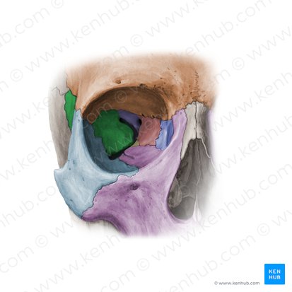 Greater wing of sphenoid bone (Ala major ossis sphenoidalis); Image: Paul Kim