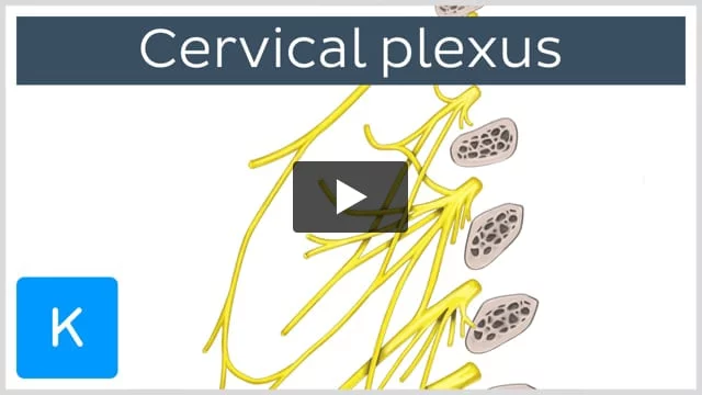 mandibular-nerve-division-and-its-relationship-with-vascular-structures-close  - NYSORA