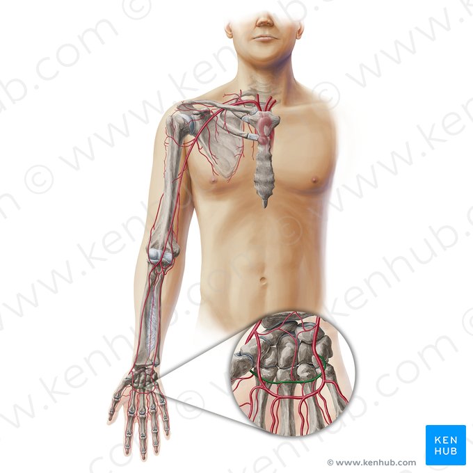 Arco palmar profundo (Arcus palmaris profundus); Imagem: Paul Kim