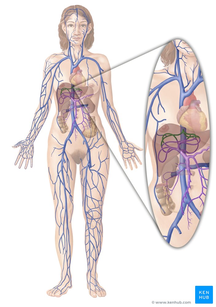 Inferior Vena Cava Anatomy And Tributaries Kenhub