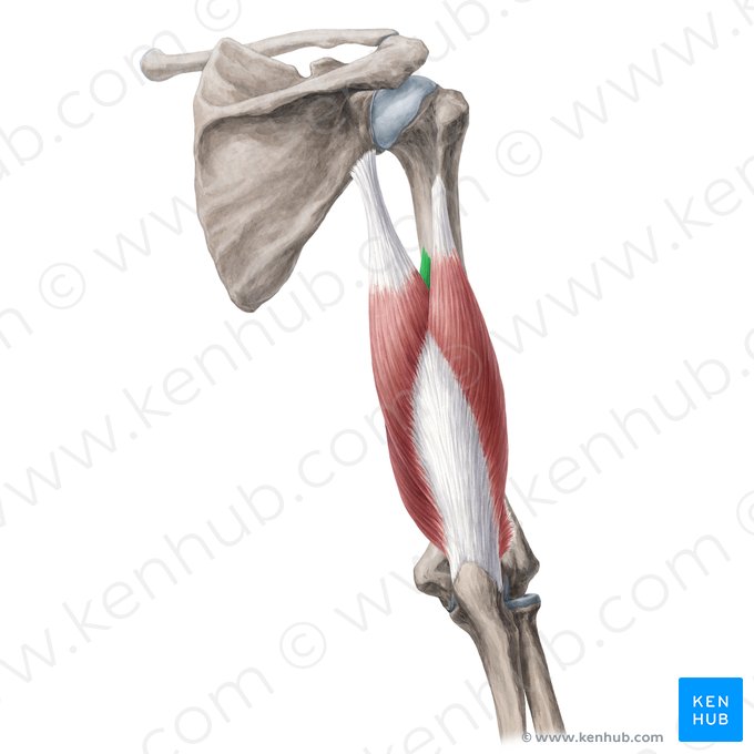 Cabeza medial del músculo tríceps braquial (Caput mediale musculi tricipitis brachii); Imagen: Yousun Koh