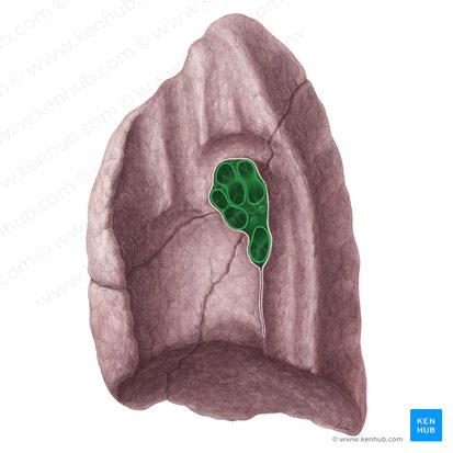 Hilo do pulmão direito (Hilum pulmonis dextri); Imagem: Yousun Koh