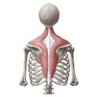 Musculus trapezius
