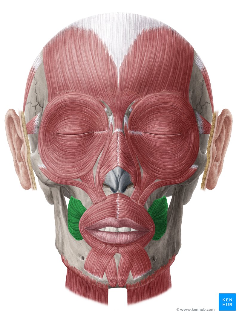 Buccinator muscle (Musculus buccinator)