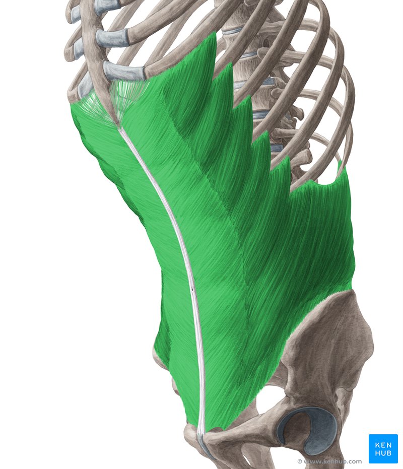 Abdominal external oblique muscle