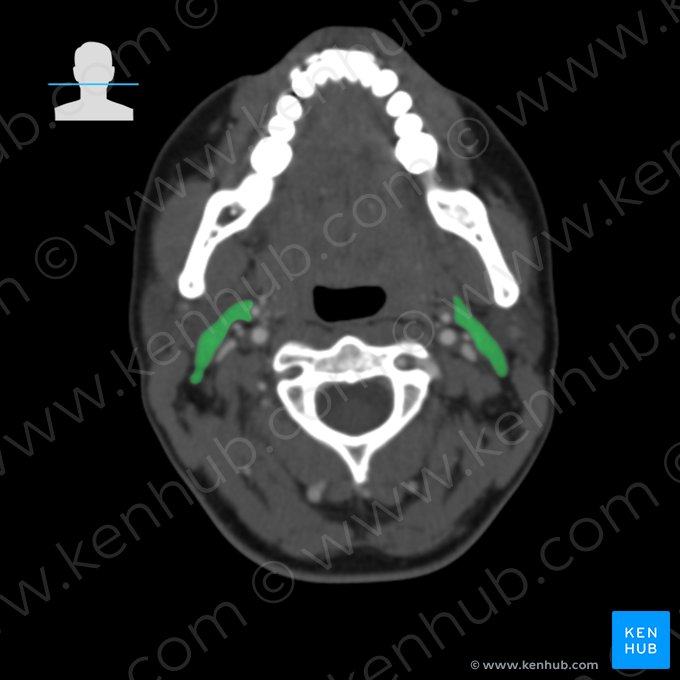 Digastric muscle (Musculus digastricus); Image: 