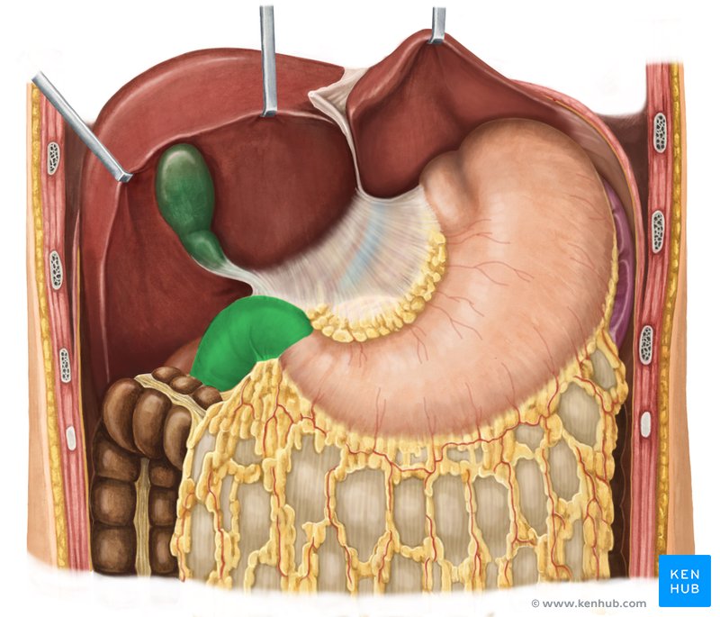 Duodenum - ventral view