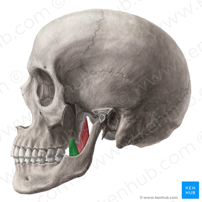 Cabeza superficial del músculo pterigoideo medial (Caput superficiale musculi pterygoidei medialis); Imagen: Yousun Koh