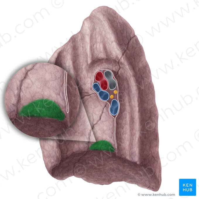 Impressão da veia cava inferior do pulmão direito (Impressio venae cavae inferioris pulmonis dextri); Imagem: Yousun Koh