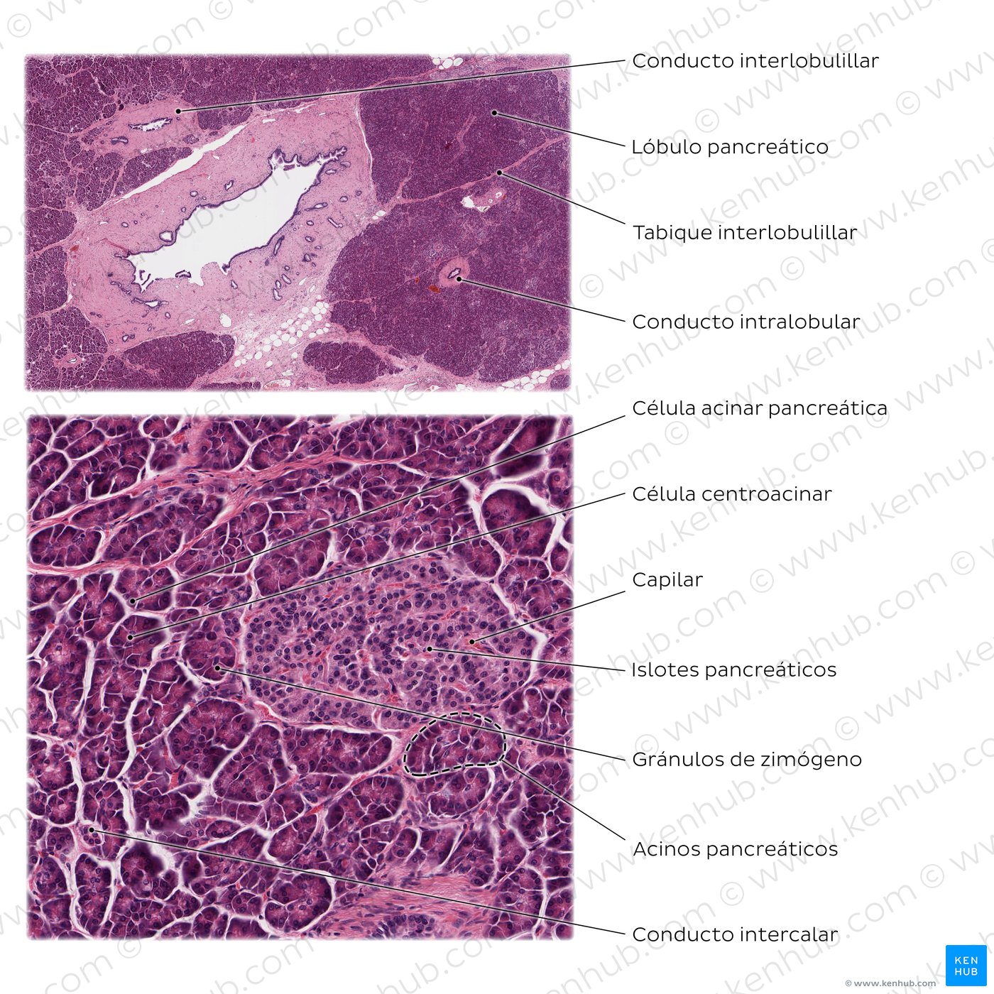 Histología del páncreas