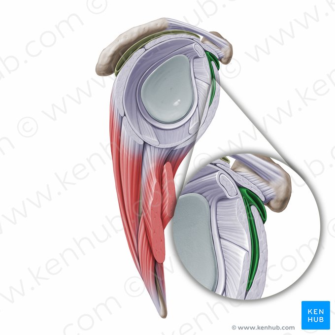 Bursa subtendinosa del músculo subescapular (Bursa subtendinea musculi subscapularis); Imagen: Paul Kim