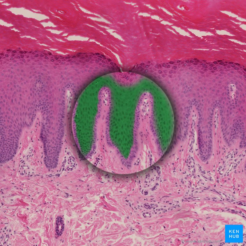 Stratum spinosum - histological slide