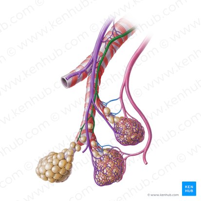 Arteria bronquial (Arteria bronchialis); Imagen: Paul Kim