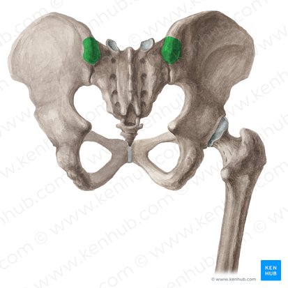 Spina iliaca posterior superior (Hinterer oberer Darmbeinstachel); Bild: Liene Znotina