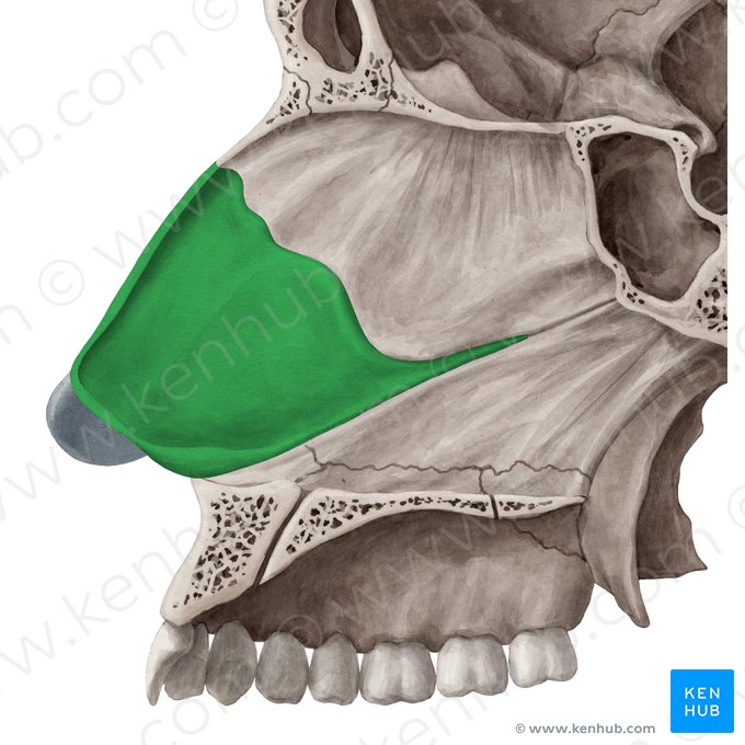 Cartilagem do septo nasal (Cartilago septi nasi); Imagem: Yousun Koh