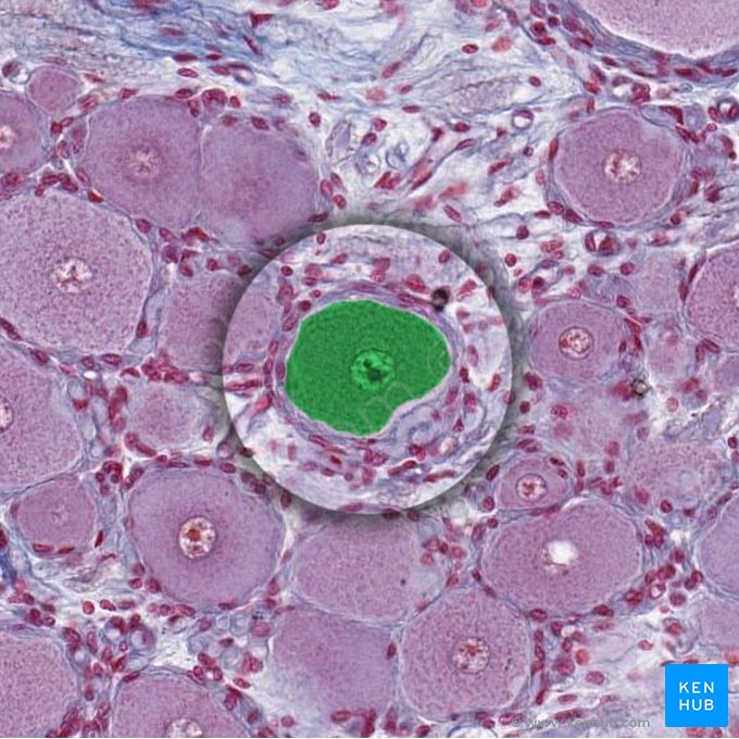Retinal ganglion cell (Neuron ganglionare multipolare retinae); Image: 