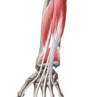 Deep anterior forearm muscles