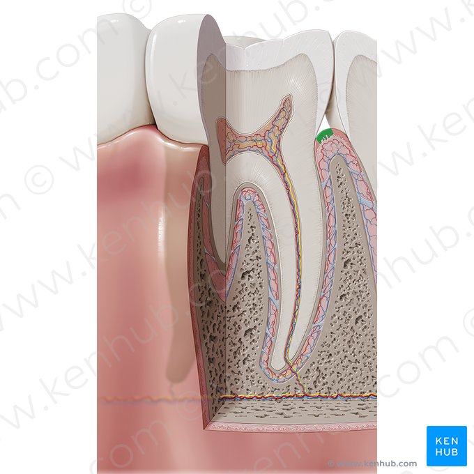 Encía libre (Gingiva marginalis); Imagen: Paul Kim