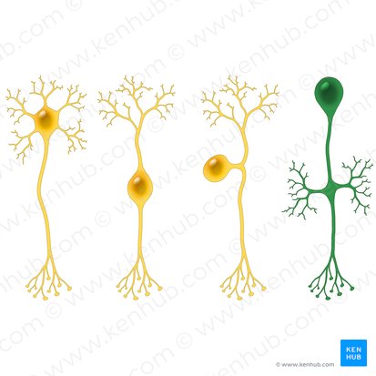 Neurone unipolaire (Neuron unipolare); Image : Paul Kim