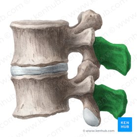 Spinous process of vertebra (Processus spinosus vertebrae); Image: Liene Znotina
