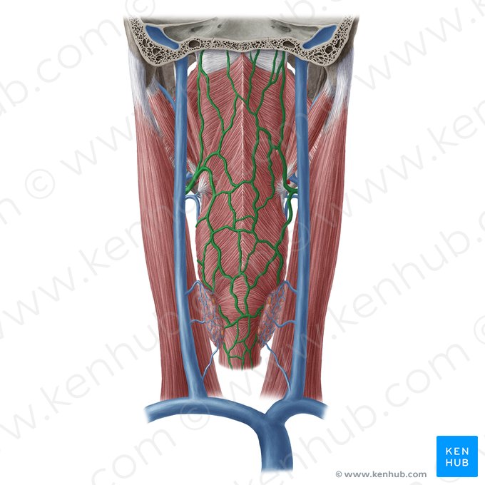 Pharyngeal veins (Venae pharyngeae); Image: Yousun Koh