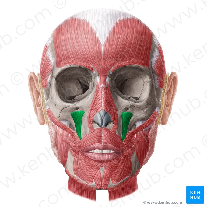 Músculo elevador del ángulo de la boca (Musculus levator anguli oris); Imagen: Yousun Koh