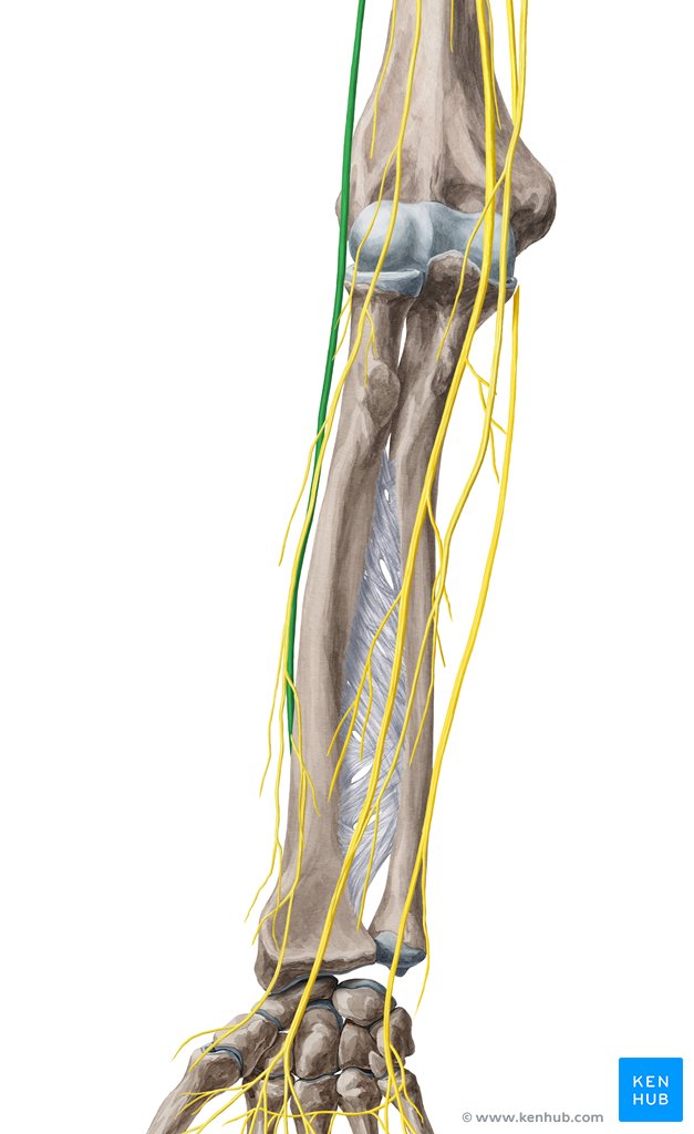 Nervo radial - vista anterior (verde)