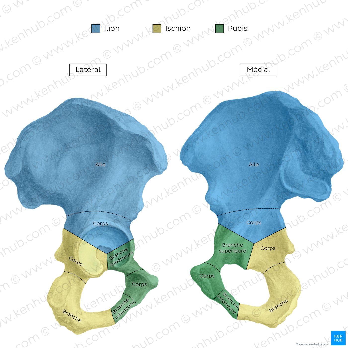 Hip bone - lateral view