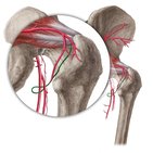 Medial circumflex femoral artery