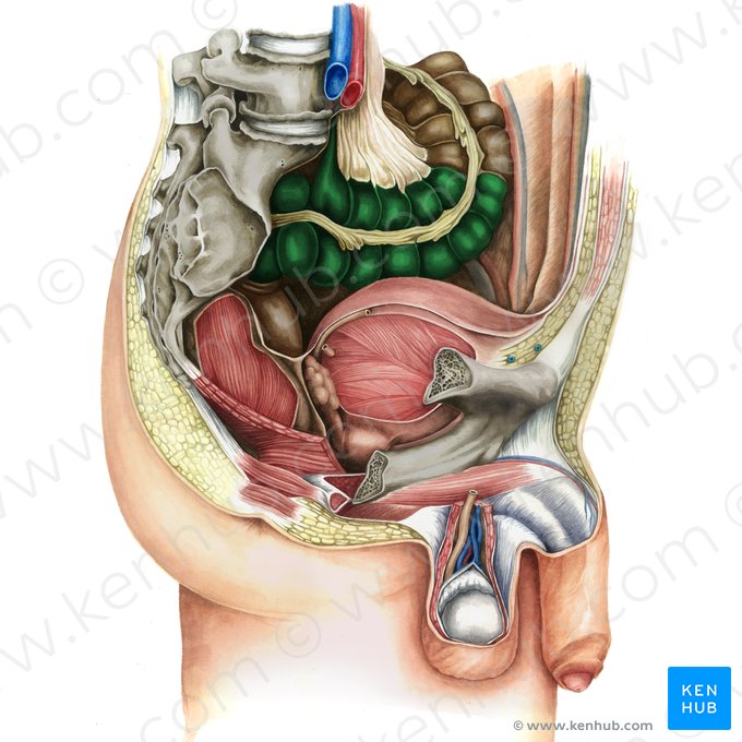 Colon sigmoideo (Colon sigmoideum); Imagen: Irina Münstermann