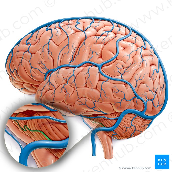 Vena petrosa; Imagen: Paul Kim