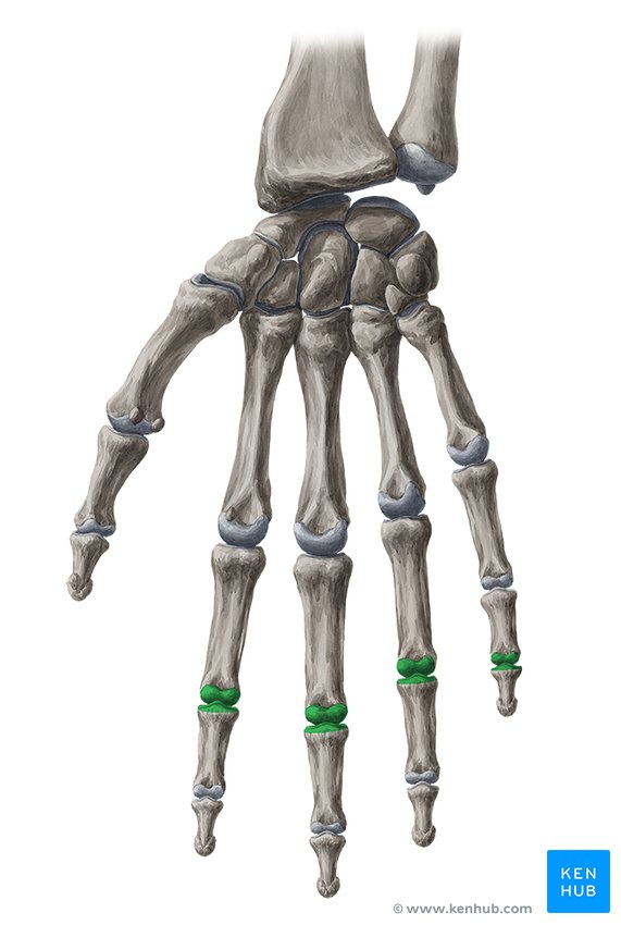 Proximal interphalangeal joints 2-5 - ventral view