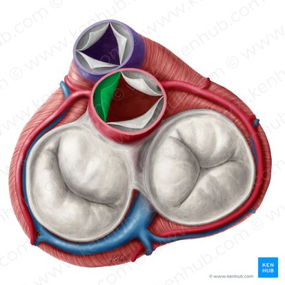 Left coronary leaflet of aortic valve (Valvula coronaria sinistra valvae aortae); Image: Yousun Koh