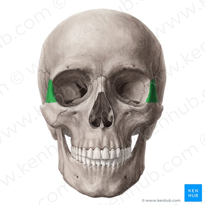 Processus frontal de l'os zygomatique (Processus frontalis ossis zygomatici); Image : Yousun Koh