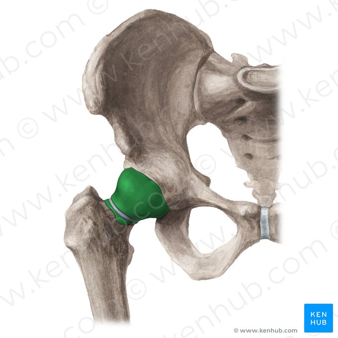 Membrana sinovial de la articulación coxofemoral (Membrana synovialis articulationis coxae); Imagen: Paul Kim