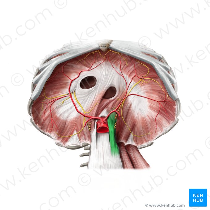 Pilar esquerdo do diafragma (Crus sinistrum diaphragmatis); Imagem: Paul Kim