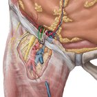 Vena testicularis