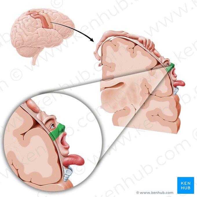 Motor cortex of nose (Cortex motorius nasi); Image: Paul Kim