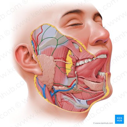 Nervio facial (Nervus facialis); Imagen: Paul Kim