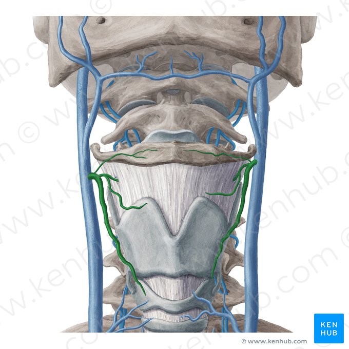 Superior thyroid vein (Vena thyroidea superior); Image: Yousun Koh