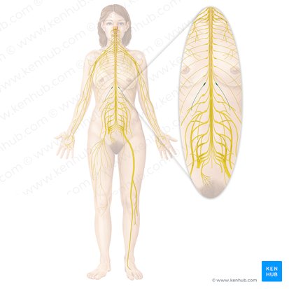 Subcostal nerve (Nervus subcostalis); Image: Begoña Rodriguez