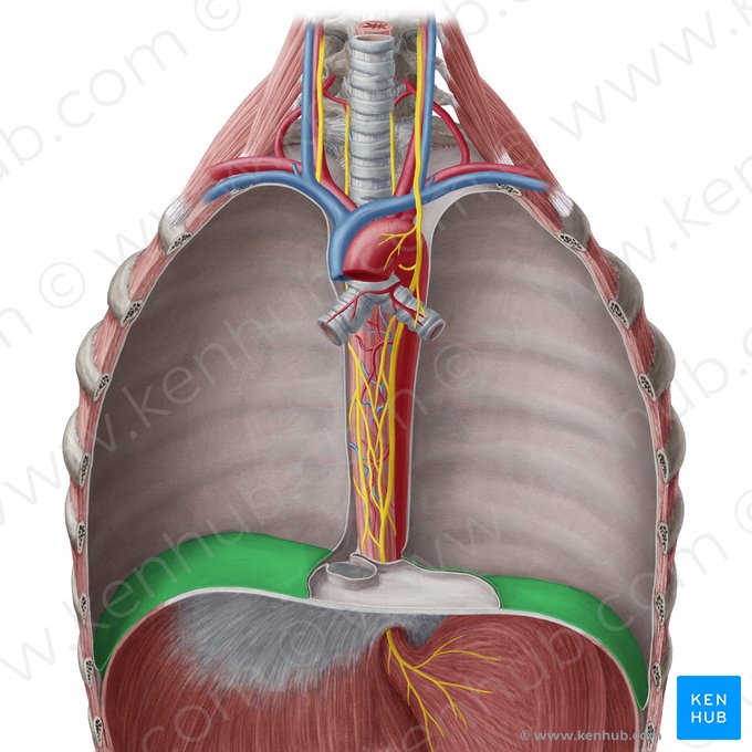 Porção diafragmática da pleura parietal (Pars diaphragmatica pleurae parietalis); Imagem: Yousun Koh