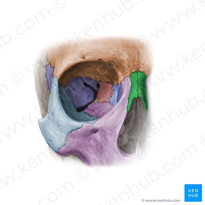 Osso nasal (Os nasale); Imagem: Paul Kim